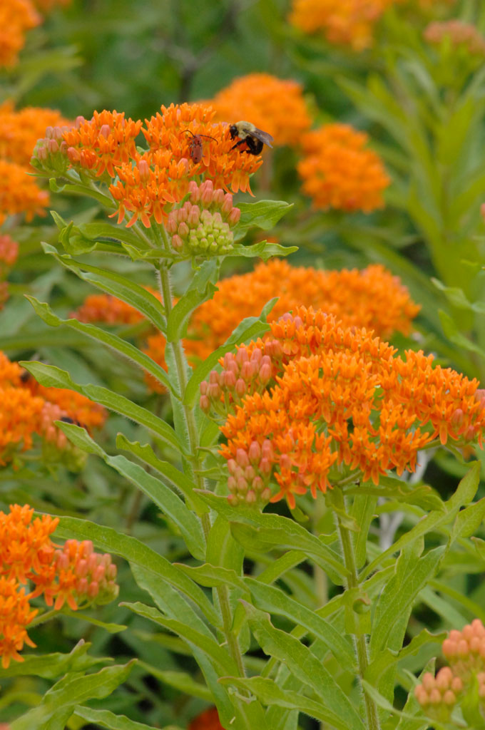 Butterfly Weed (Asclepias tuberosa)